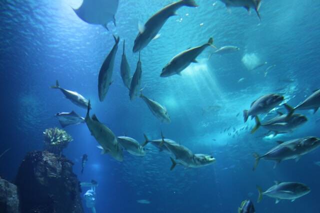 Oceanario Lissabon