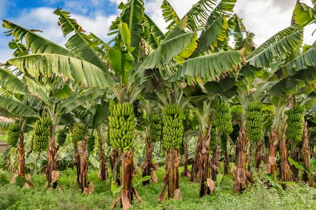 Bananenplantages Hermigua