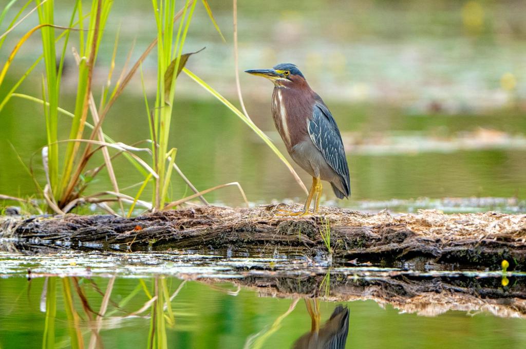 Boca Tapada &ndash; vogels