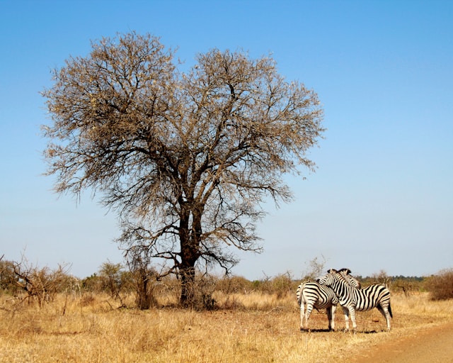 Nagenieten van safari-herinneringen