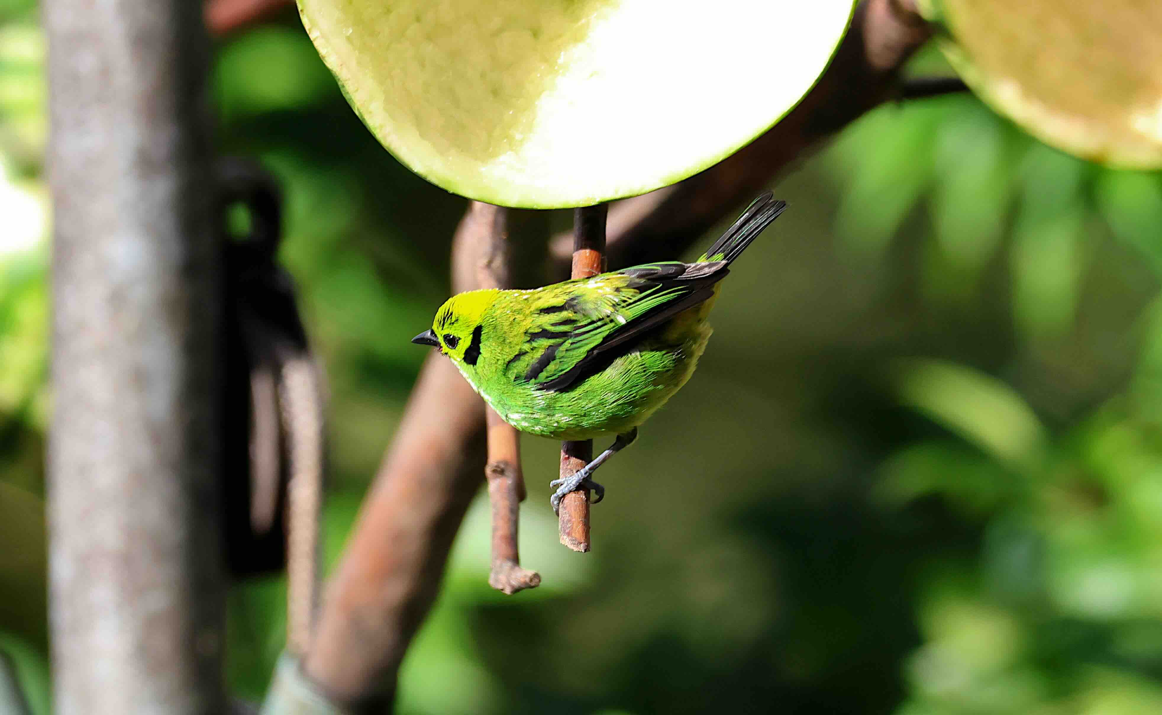 La Fortuna &ndash; kleurrijke vogel