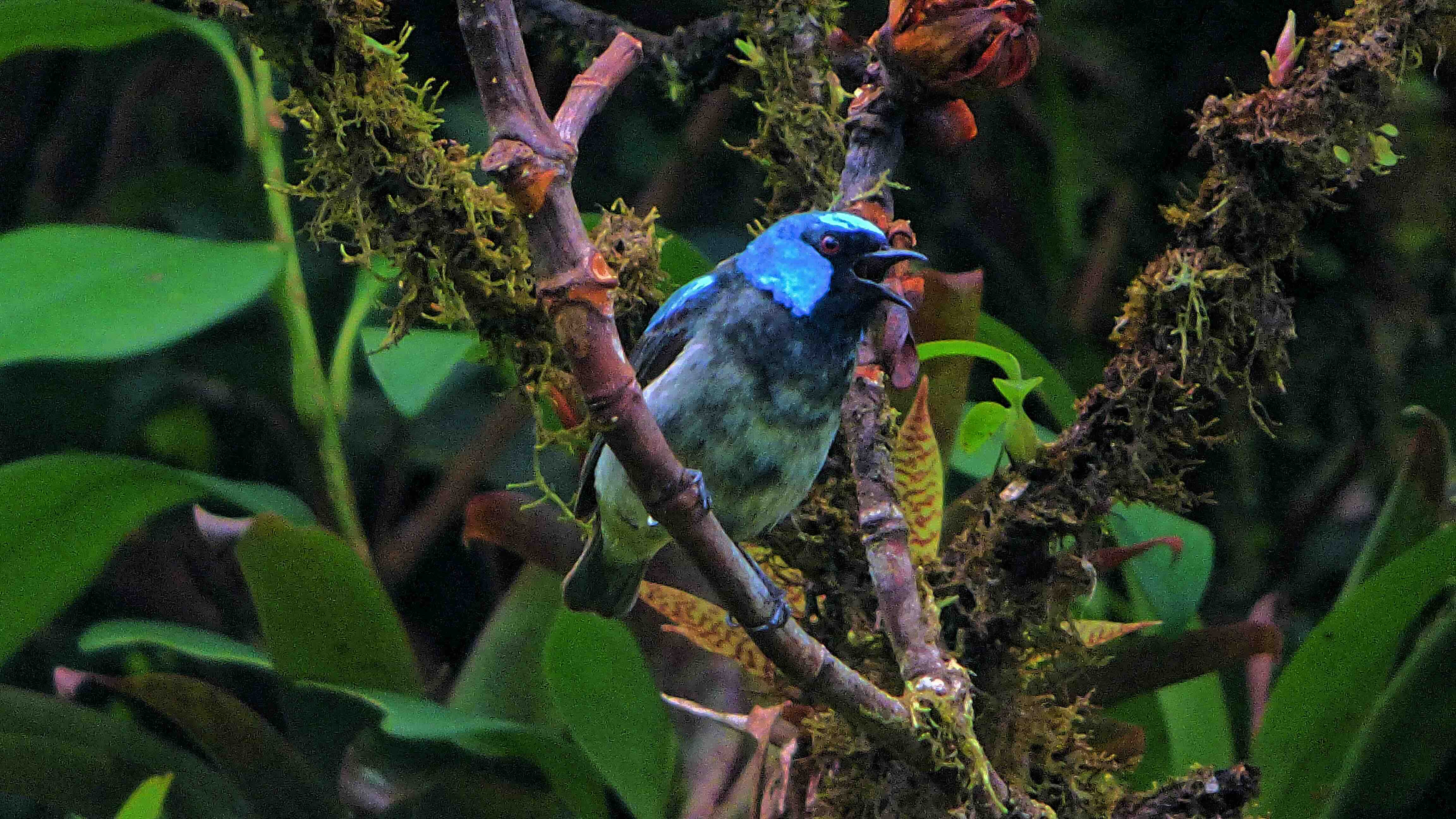 Monteverde &ndash; vogelspotten