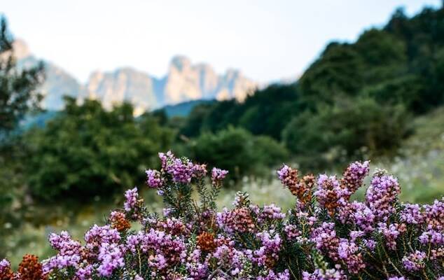 Naar de Picos de Europa