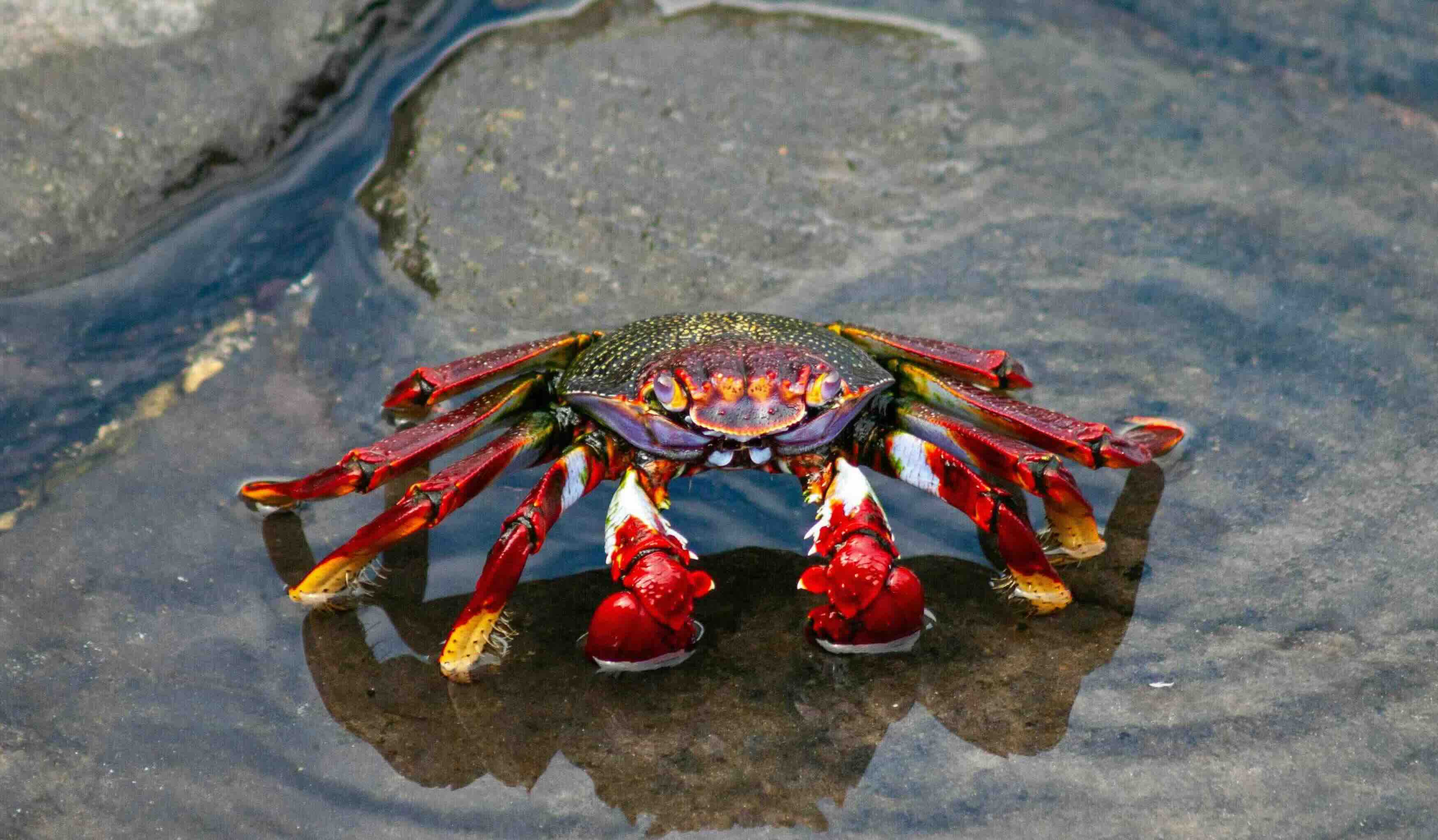 Madeira &ndash; kust en panorama