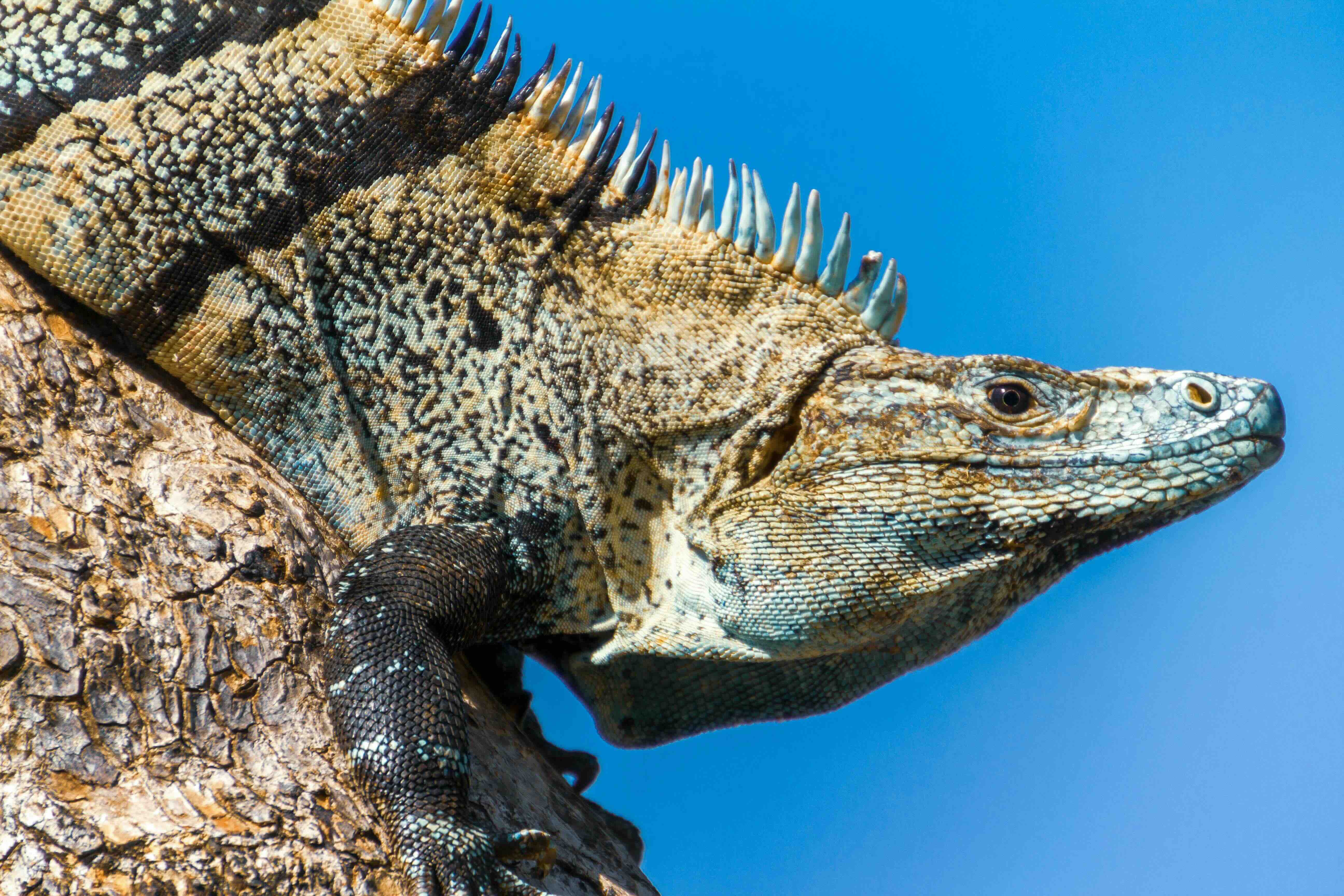 S&aacute;mara &ndash; wildlife