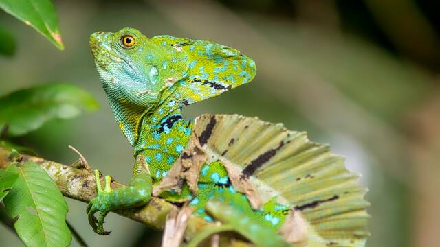 Wildlife in Tortuguero