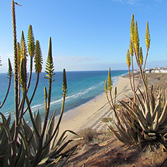 Fuerteventura