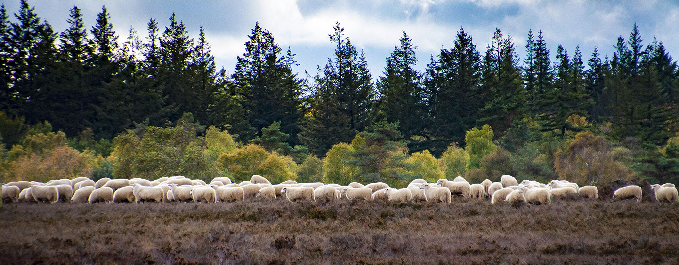 Wandelen op de Veluwe 