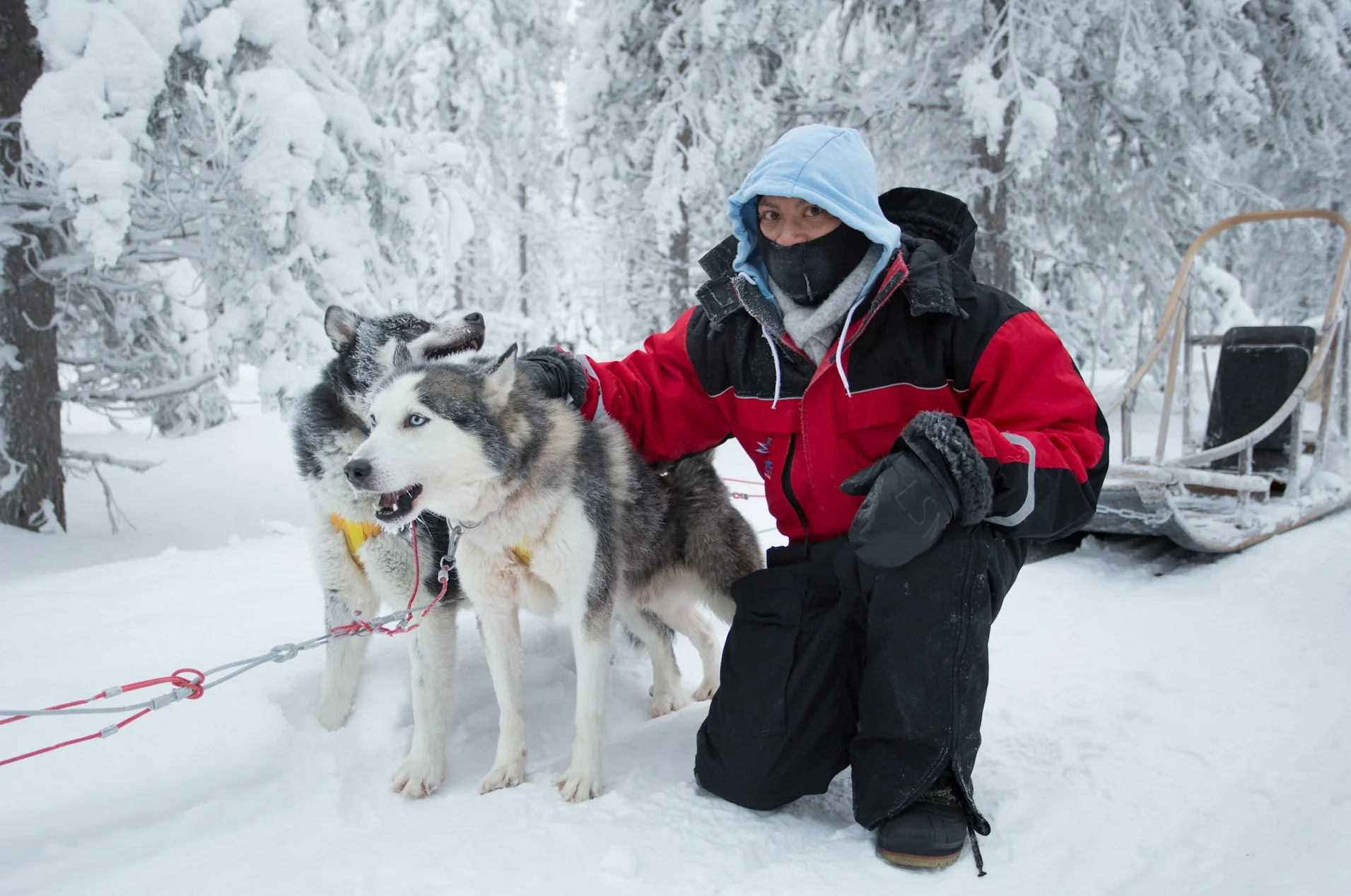 Huskies Lapland