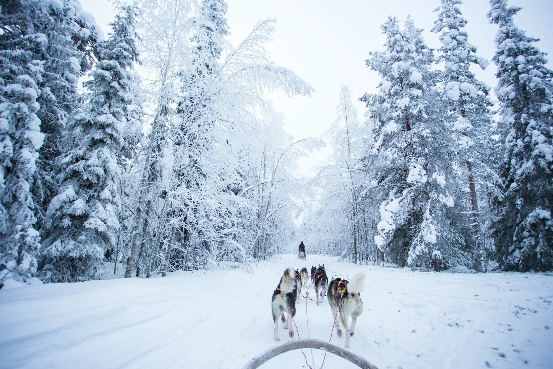 Husky safari lapland