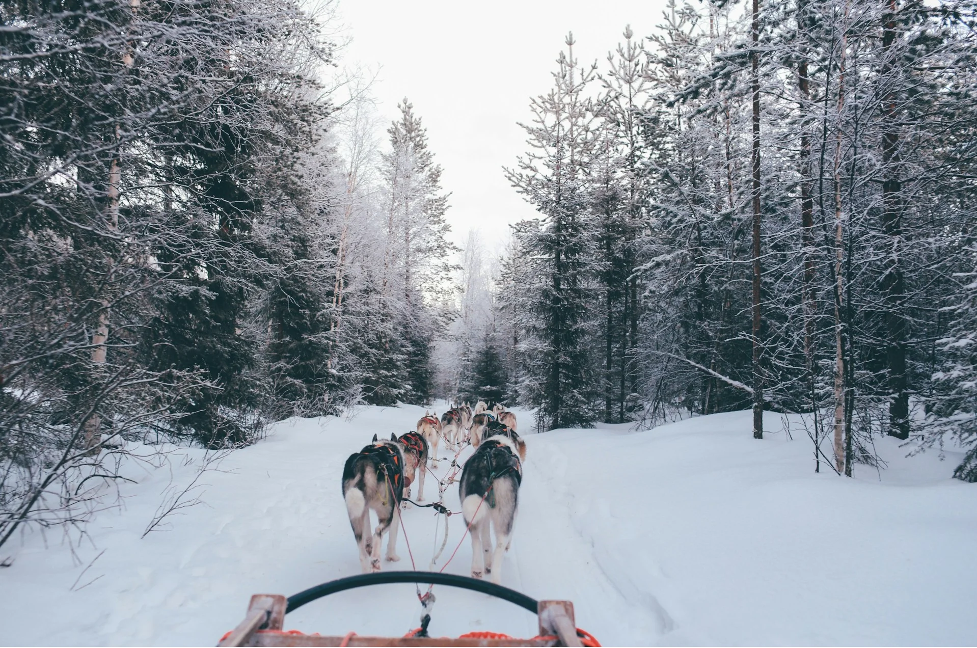 Huskysafari Lapland