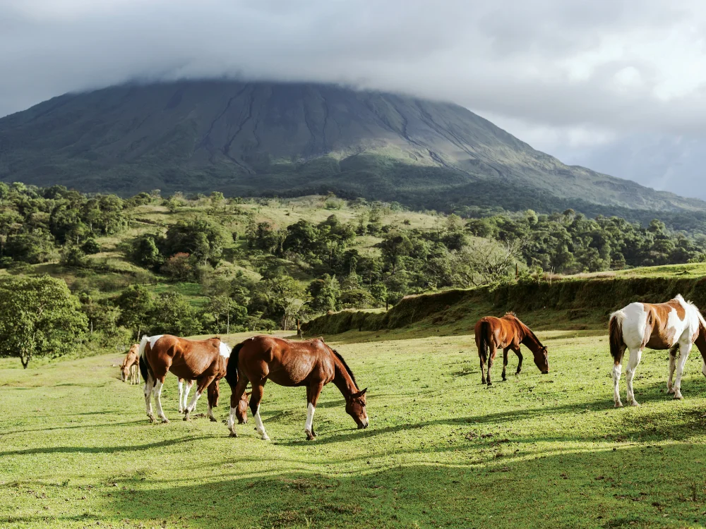 Luxe rondreis Costa Rica - Paarden