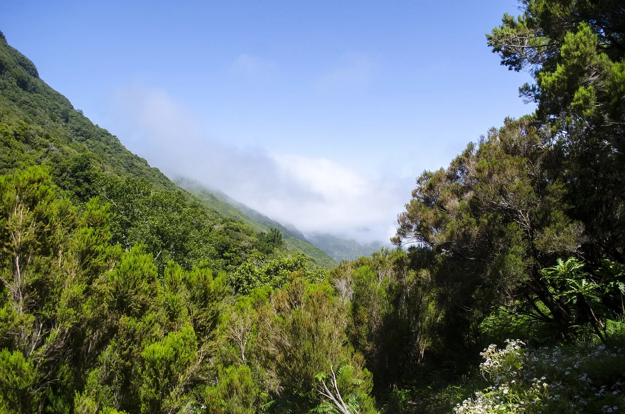 Natuur Madeira