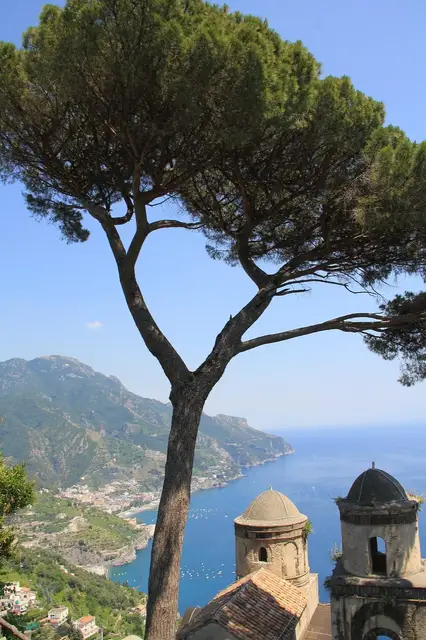 Amalfi-uitzicht-boom