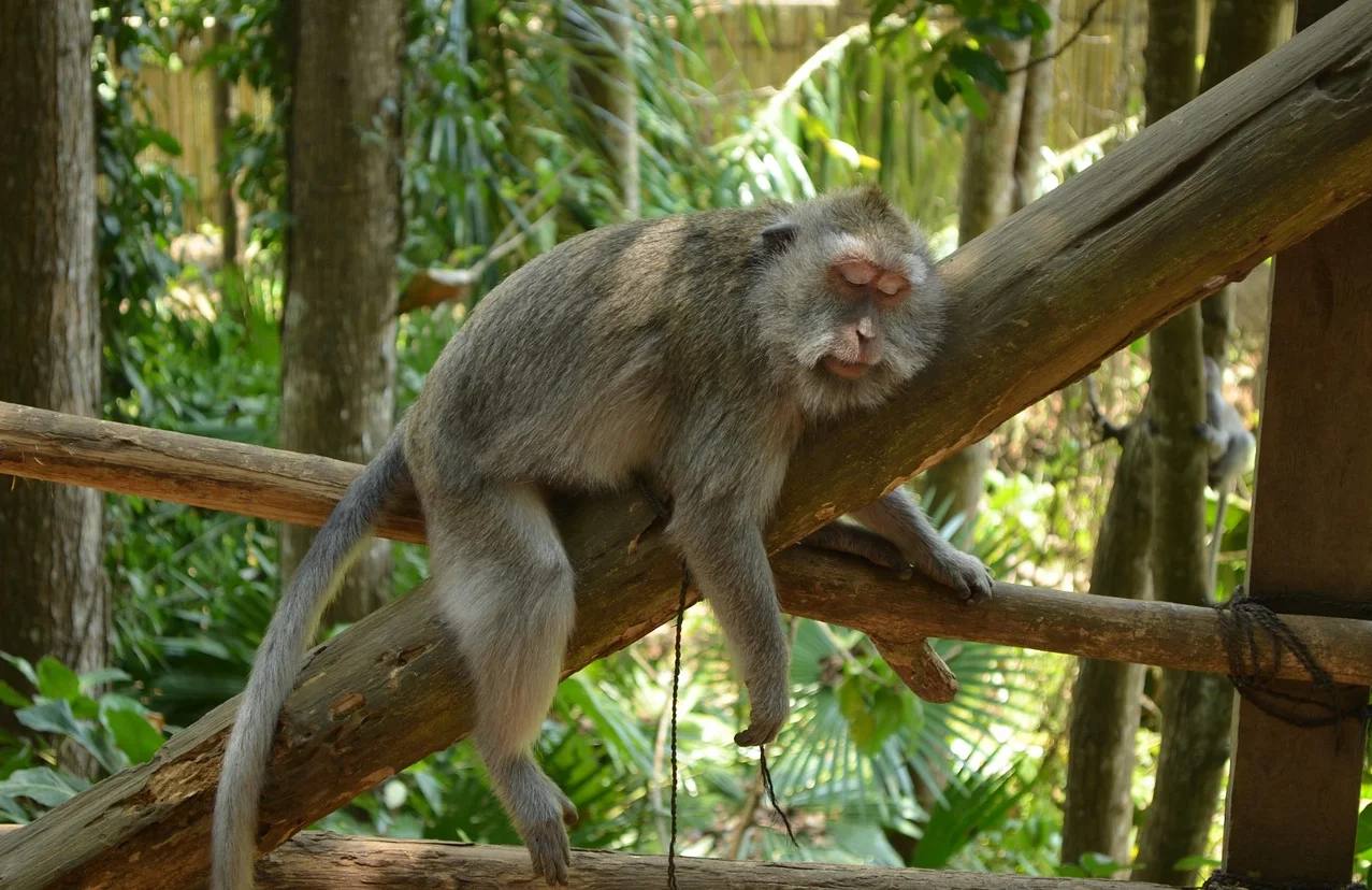 Startpakket Bali - Natuur