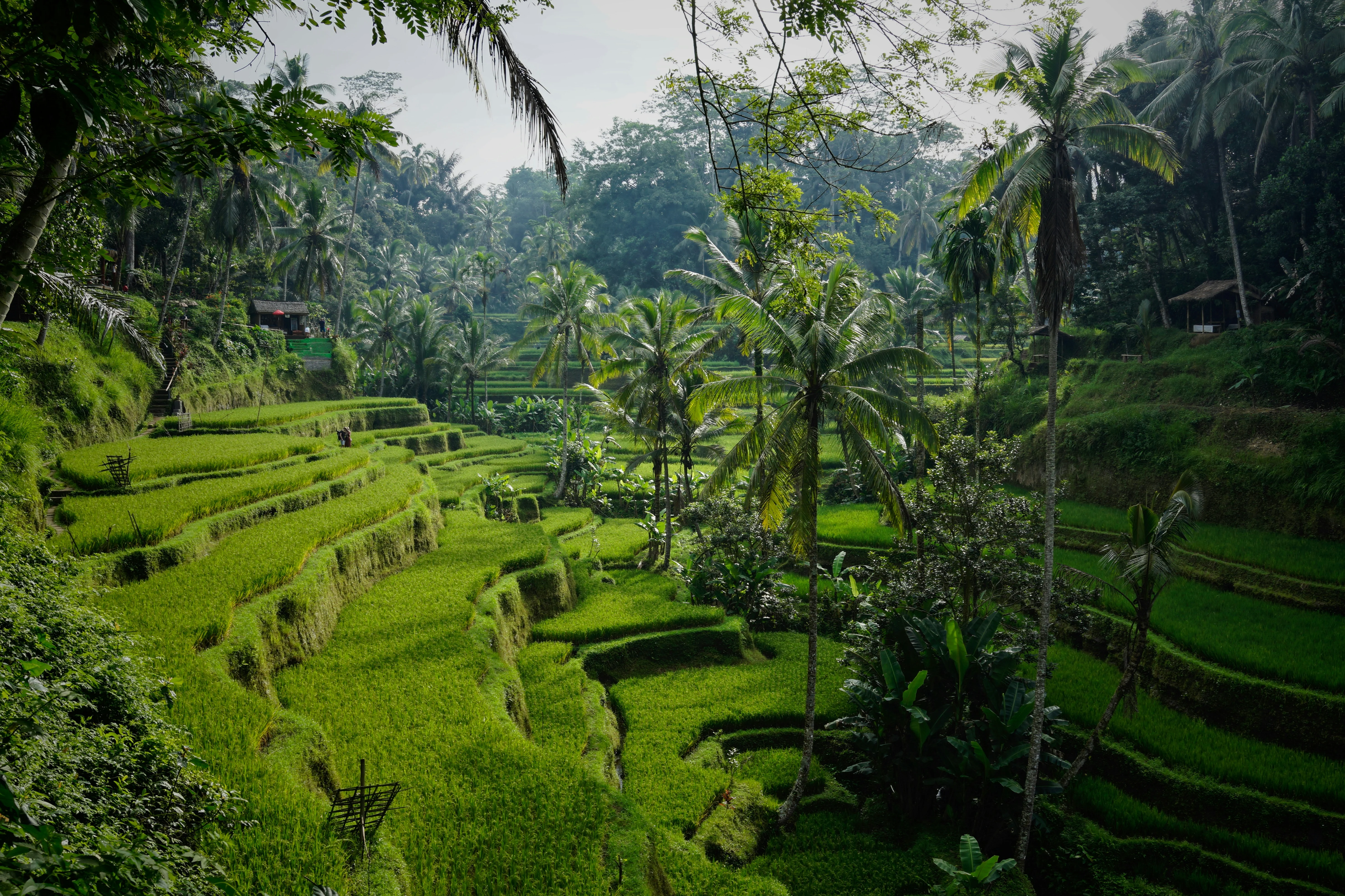 Rondreis Bali Tempels en Tropen