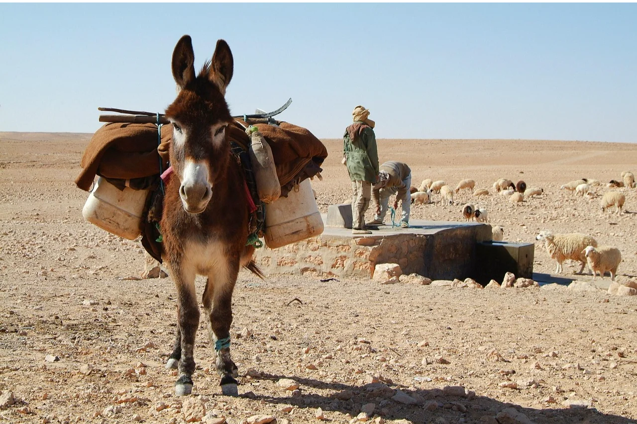 Ezel in Sahara