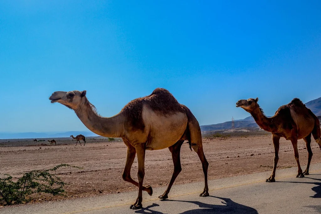 Oman1