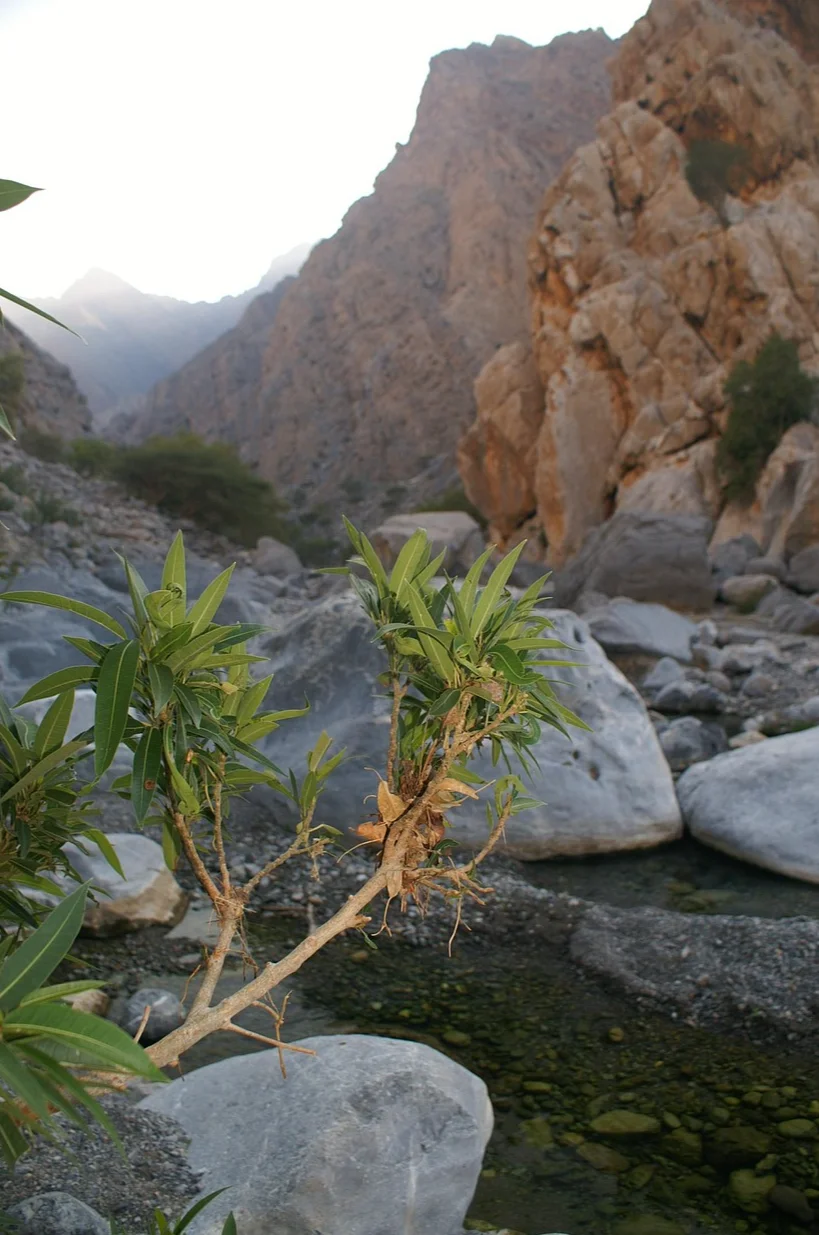 Oman10