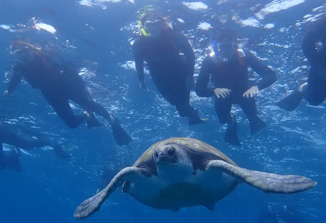 Sea Turtle