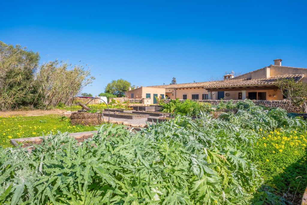 Agroturismo Mondrago -Antic Na Martina- - landelijke omgeving