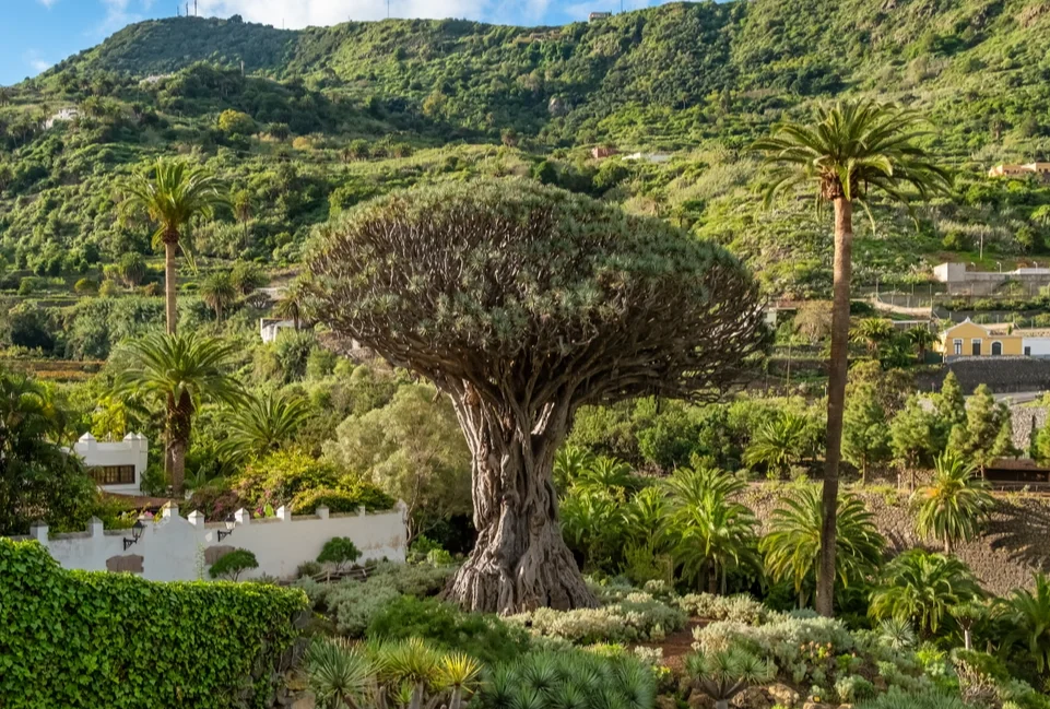 Rondreis Tenerife, La Gomera en La Palma boom